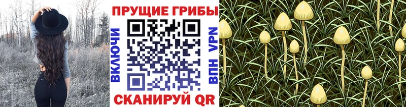 Галлюциногенные грибы ЛСД  Купить  Пугачёв 